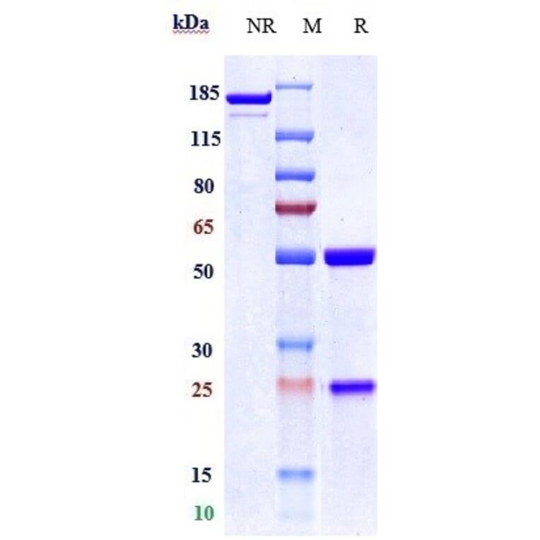 SDS-PAGE - Naratuximab Biosimilar - Anti-CD37 Antibody - Low endotoxin, Azide free (A323596) - Antibodies.com
