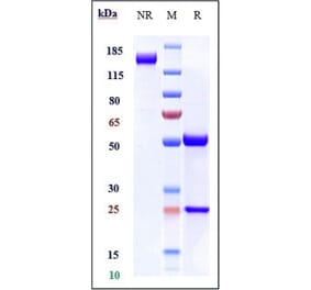 SDS-PAGE - Navicixizumab Biosimilar - Anti-DLL4 Antibody - Low endotoxin, Azide free (A323599) - Antibodies.com