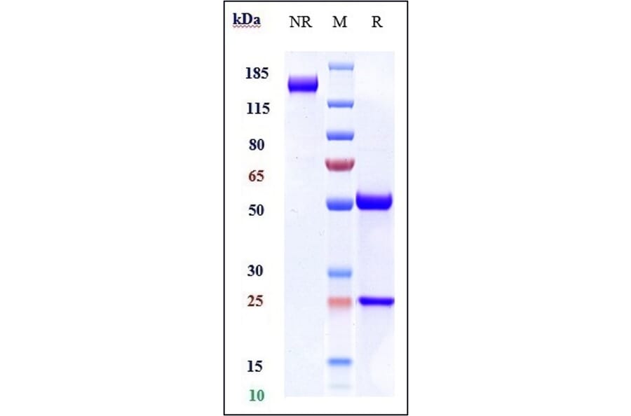 SDS-PAGE - Navicixizumab Biosimilar - Anti-DLL4 Antibody - Low endotoxin, Azide free (A323599) - Antibodies.com