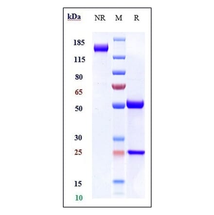 SDS-PAGE - Navicixizumab Biosimilar - Anti-DLL4 Antibody - Low endotoxin, Azide free (A323599) - Antibodies.com
