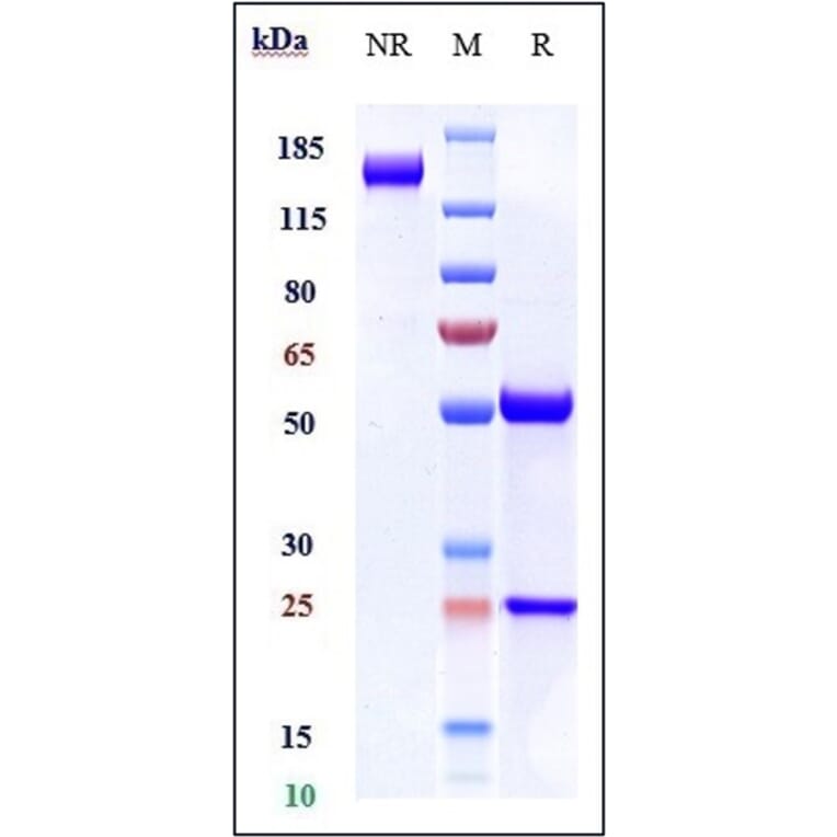 SDS-PAGE - Navicixizumab Biosimilar - Anti-DLL4 Antibody - Low endotoxin, Azide free (A323599) - Antibodies.com