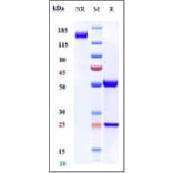 SDS-PAGE - Navicixizumab Biosimilar - Anti-DLL4 Antibody - Low endotoxin, Azide free (A323599) - Antibodies.com