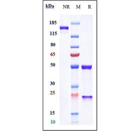 SDS-PAGE - Naxitamab Biosimilar - Anti-Ganglioside GD2 Antibody - Low endotoxin, Azide free (A323600) - Antibodies.com