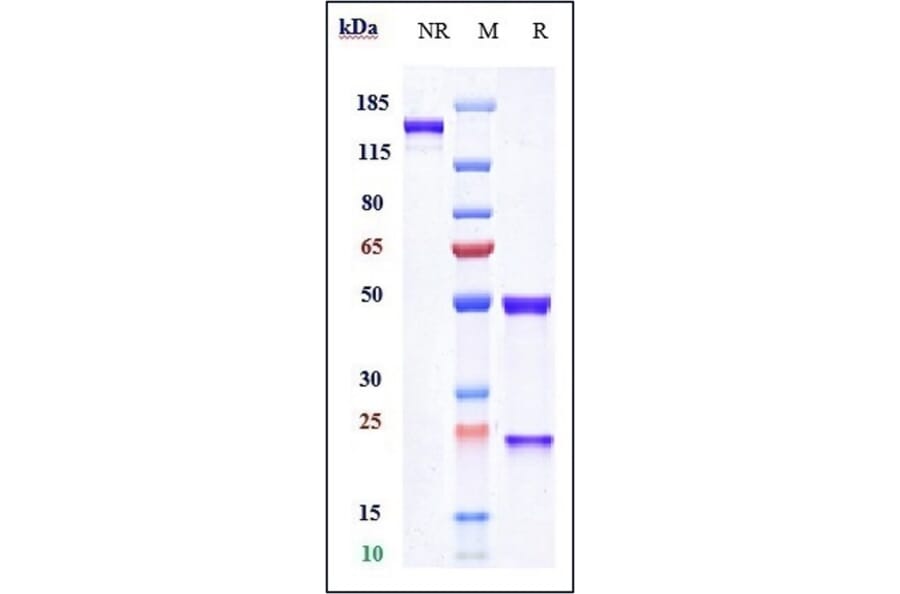 SDS-PAGE - Naxitamab Biosimilar - Anti-Ganglioside GD2 Antibody - Low endotoxin, Azide free (A323600) - Antibodies.com