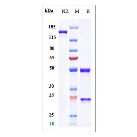 SDS-PAGE - Naxitamab Biosimilar - Anti-Ganglioside GD2 Antibody - Low endotoxin, Azide free (A323600) - Antibodies.com
