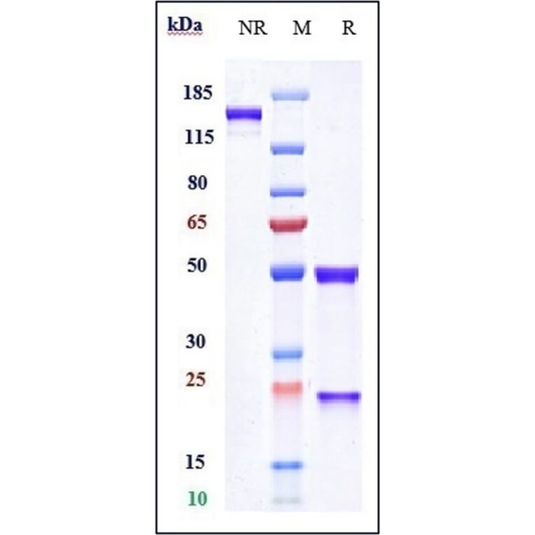 SDS-PAGE - Naxitamab Biosimilar - Anti-Ganglioside GD2 Antibody - Low endotoxin, Azide free (A323600) - Antibodies.com