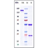 SDS-PAGE - Naxitamab Biosimilar - Anti-Ganglioside GD2 Antibody - Low endotoxin, Azide free (A323600) - Antibodies.com