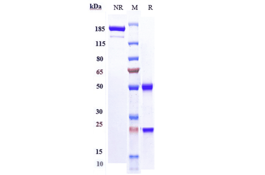 SDS-PAGE - Necitumumab Biosimilar - Anti-EGFR Antibody - Low endotoxin, Azide free (A323601) - Antibodies.com