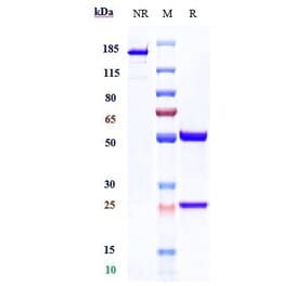 SDS-PAGE - Neihulizumab Biosimilar - Anti-PSGL-1 Antibody - Low endotoxin, Azide free (A323602) - Antibodies.com