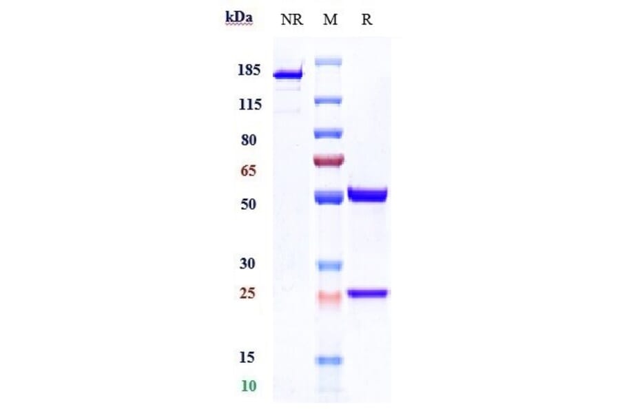 SDS-PAGE - Neihulizumab Biosimilar - Anti-PSGL-1 Antibody - Low endotoxin, Azide free (A323602) - Antibodies.com