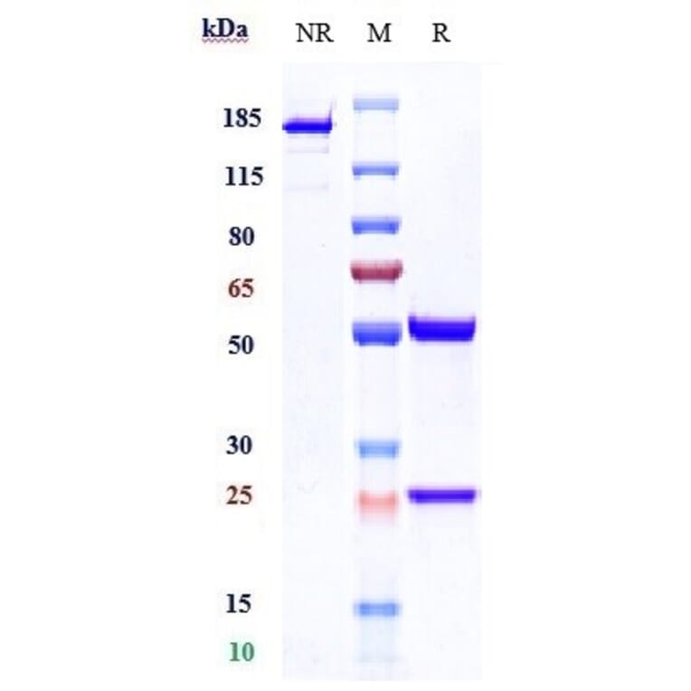 SDS-PAGE - Neihulizumab Biosimilar - Anti-PSGL-1 Antibody - Low endotoxin, Azide free (A323602) - Antibodies.com