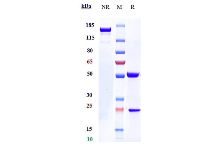 SDS-PAGE - Nemolizumab Biosimilar - Anti-IL-31RA Antibody - Low endotoxin, Azide free (A323603) - Antibodies.com