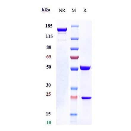 SDS-PAGE - Nemolizumab Biosimilar - Anti-IL-31RA Antibody - Low endotoxin, Azide free (A323603) - Antibodies.com