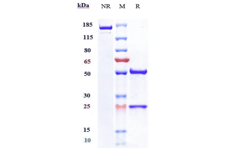SDS-PAGE - Nesvacumab Biosimilar - Anti-Angiopoietin 2/ANG2 Antibody - Low endotoxin, Azide free (A323604) - Antibodies.com
