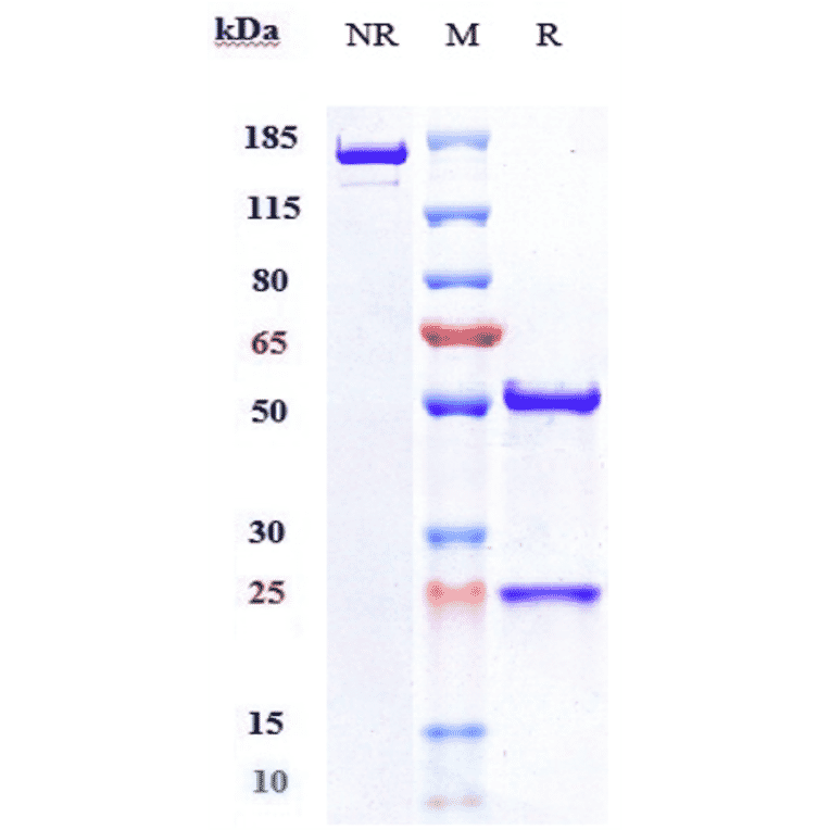 SDS-PAGE - Nesvacumab Biosimilar - Anti-Angiopoietin 2/ANG2 Antibody - Low endotoxin, Azide free (A323604) - Antibodies.com