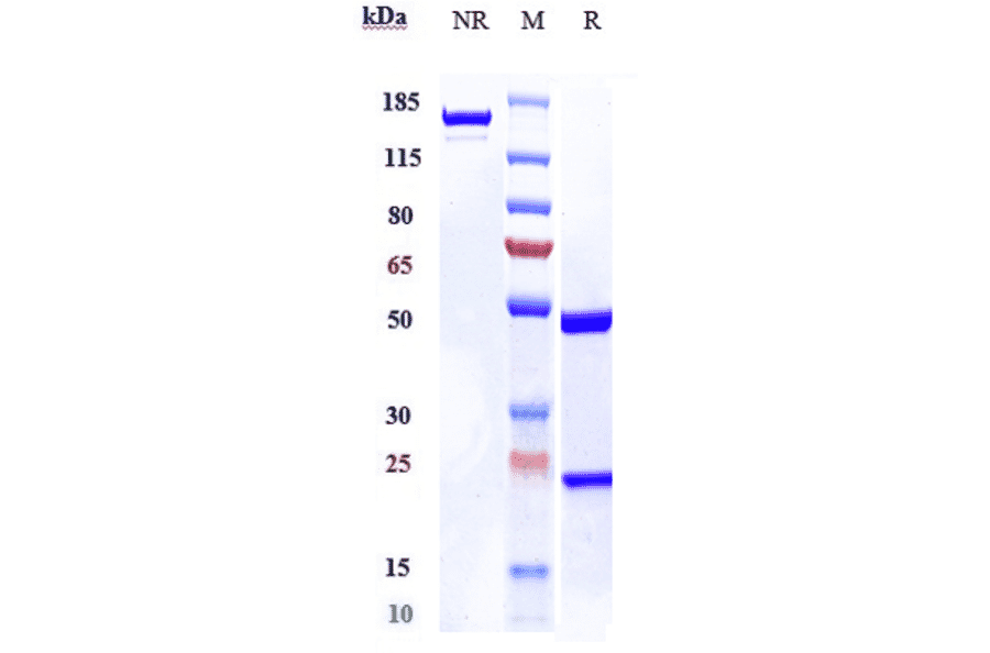 SDS-PAGE - Netakimab Biosimilar - Anti-IL-17A Antibody - Low endotoxin, Azide free (A323605) - Antibodies.com
