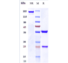 SDS-PAGE - Nidanilimab Biosimilar - Anti-IL-1RAcP Antibody - Low endotoxin, Azide free (A323606) - Antibodies.com