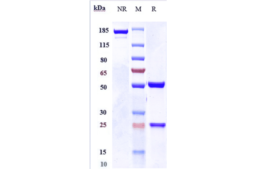 SDS-PAGE - Nidanilimab Biosimilar - Anti-IL-1RAcP Antibody - Low endotoxin, Azide free (A323606) - Antibodies.com