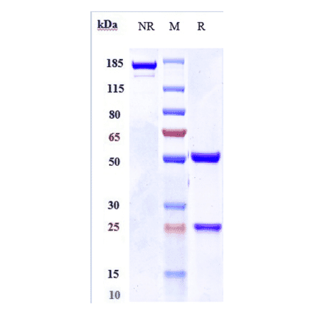 SDS-PAGE - Nidanilimab Biosimilar - Anti-IL-1RAcP Antibody - Low endotoxin, Azide free (A323606) - Antibodies.com