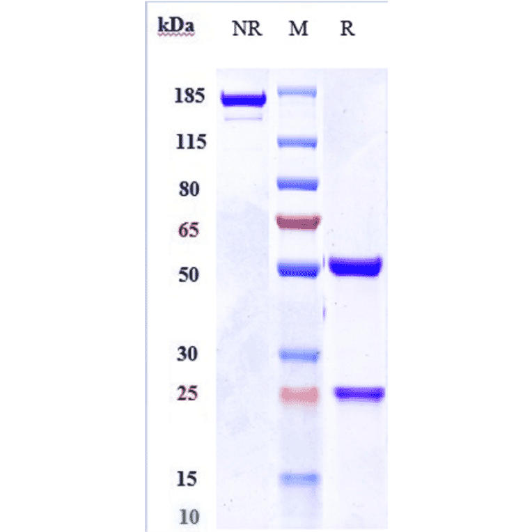 SDS-PAGE - Nidanilimab Biosimilar - Anti-IL-1RAcP Antibody - Low endotoxin, Azide free (A323606) - Antibodies.com