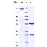 SDS-PAGE - Nidanilimab Biosimilar - Anti-IL-1RAcP Antibody - Low endotoxin, Azide free (A323606) - Antibodies.com