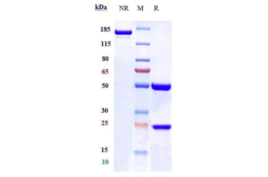 SDS-PAGE - Nimacimab Biosimilar - Anti-Cannabinoid Receptor I Antibody - Low endotoxin, Azide free (A323607) - Antibodies.com