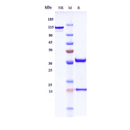 SDS-PAGE - Nimotuzumab Biosimilar - Anti-EGFR Antibody - Low endotoxin, Azide free (A323608) - Antibodies.com