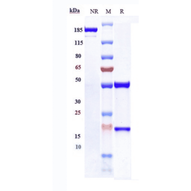SDS-PAGE - Nipocalimab Biosimilar - Anti-FCGRT/FCRN Antibody - Low endotoxin, Azide free (A323609) - Antibodies.com