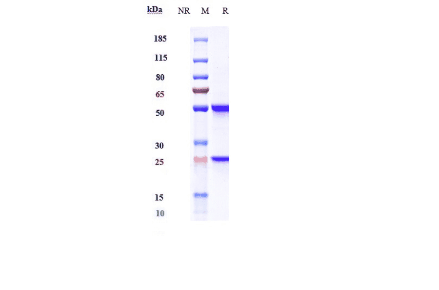 SDS-PAGE - Nofazinlimab Biosimilar - Anti-PD1 Antibody - Low endotoxin, Azide free (A323611) - Antibodies.com