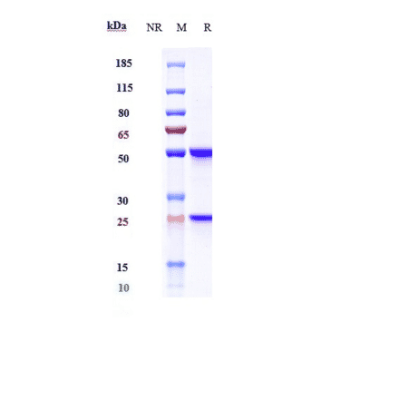 SDS-PAGE - Nofazinlimab Biosimilar - Anti-PD1 Antibody - Low endotoxin, Azide free (A323611) - Antibodies.com