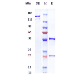 SDS-PAGE - Nurulimab Biosimilar - Anti-CTLA4 Antibody - Low endotoxin, Azide free (A323613) - Antibodies.com