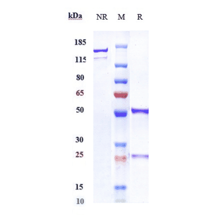 SDS-PAGE - Nurulimab Biosimilar - Anti-CTLA4 Antibody - Low endotoxin, Azide free (A323613) - Antibodies.com