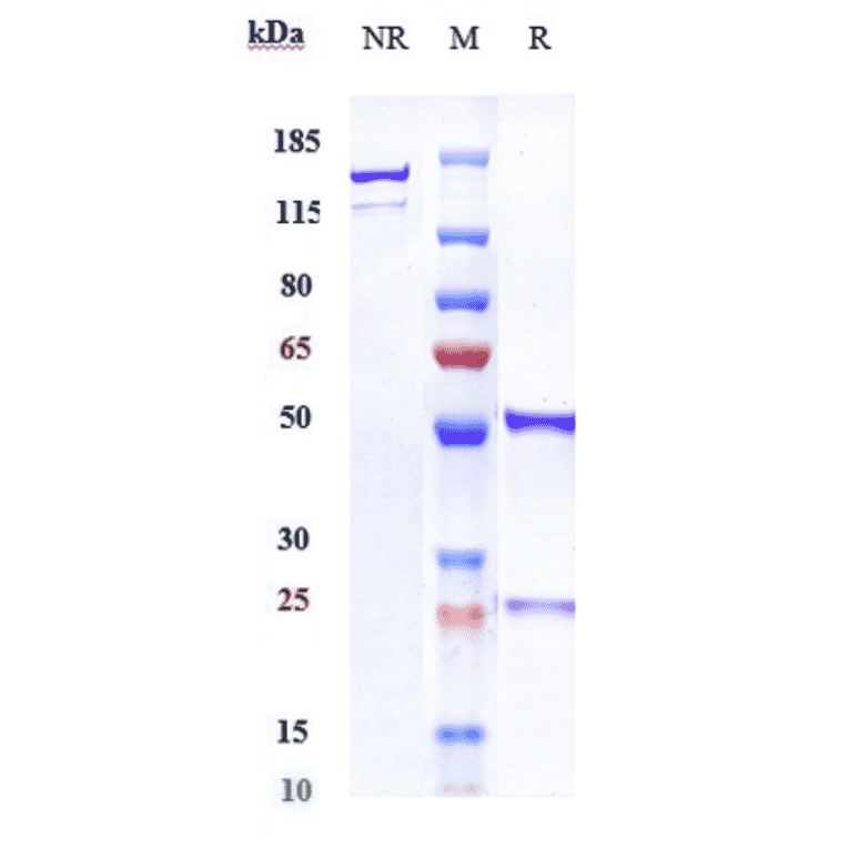 SDS-PAGE - Nurulimab Biosimilar - Anti-CTLA4 Antibody - Low endotoxin, Azide free (A323613) - Antibodies.com