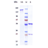 SDS-PAGE - Nurulimab Biosimilar - Anti-CTLA4 Antibody - Low endotoxin, Azide free (A323613) - Antibodies.com