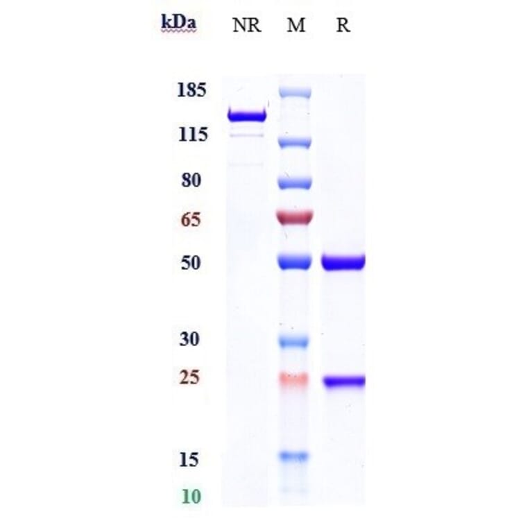 SDS-PAGE - Obexelimab Biosimilar - Anti-CD19 Antibody - Low endotoxin, Azide free (A323614) - Antibodies.com
