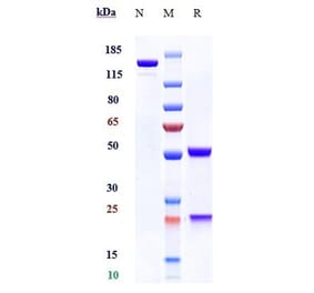 SDS-PAGE - Obinutuzumab Biosimilar - Anti-CD20 Antibody - Low endotoxin, Azide free (A323615) - Antibodies.com