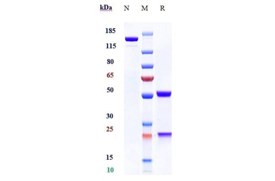 SDS-PAGE - Obinutuzumab Biosimilar - Anti-CD20 Antibody - Low endotoxin, Azide free (A323615) - Antibodies.com