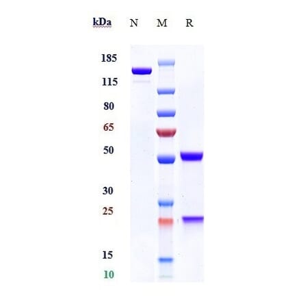 SDS-PAGE - Obinutuzumab Biosimilar - Anti-CD20 Antibody - Low endotoxin, Azide free (A323615) - Antibodies.com