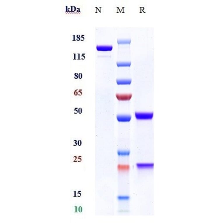 SDS-PAGE - Obinutuzumab Biosimilar - Anti-CD20 Antibody - Low endotoxin, Azide free (A323615) - Antibodies.com
