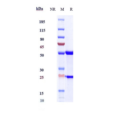 SDS-PAGE - Ocaratuzumab Biosimilar - Anti-CD20 Antibody - Low endotoxin, Azide free (A323616) - Antibodies.com