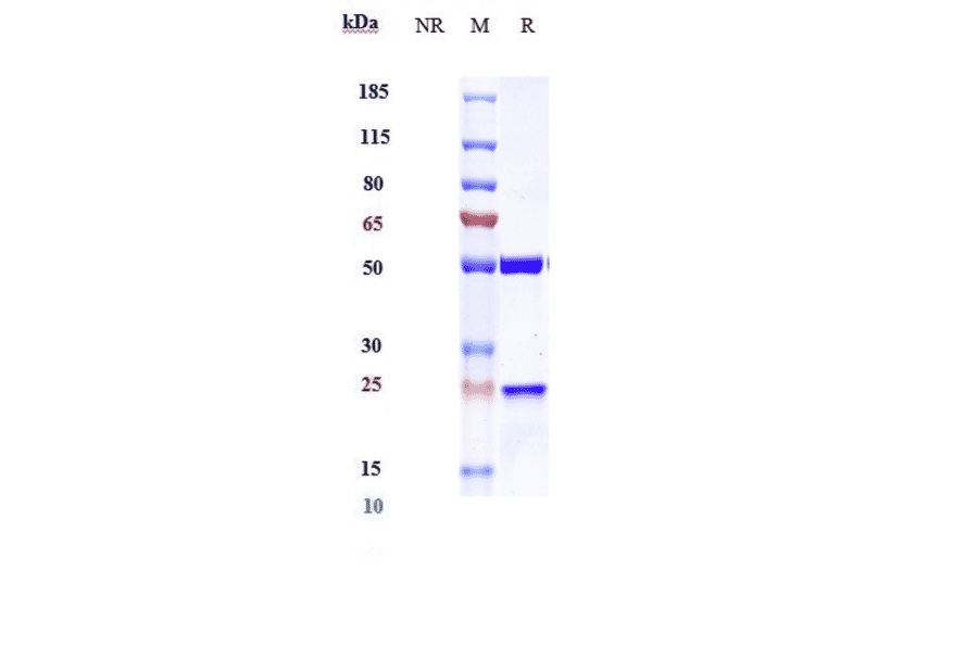 SDS-PAGE - Ociperlimab Biosimilar - Anti-TIGIT Antibody - Low endotoxin, Azide free (A323617) - Antibodies.com