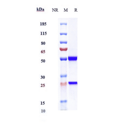 SDS-PAGE - Ocrelizumab Biosimilar - Anti-CD20 Antibody - Low endotoxin, Azide free (A323618) - Antibodies.com