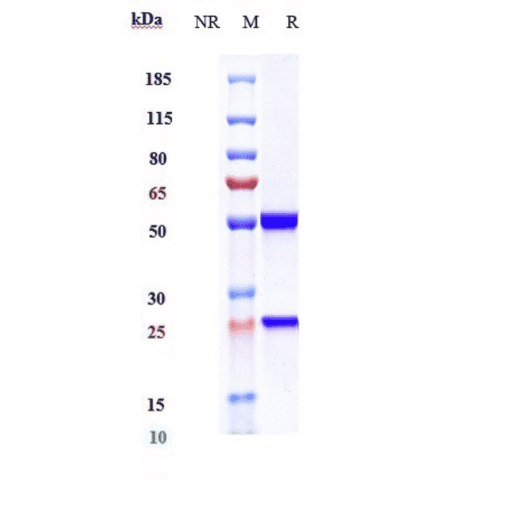 SDS-PAGE - Ocrelizumab Biosimilar - Anti-CD20 Antibody - Low endotoxin, Azide free (A323618) - Antibodies.com