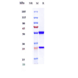 SDS-PAGE - Ocrelizumab Biosimilar - Anti-CD20 Antibody - Low endotoxin, Azide free (A323618) - Antibodies.com