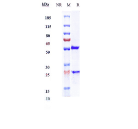 SDS-PAGE - Ofatumumab Biosimilar - Anti-CD20 Antibody - Low endotoxin, Azide free (A323619) - Antibodies.com