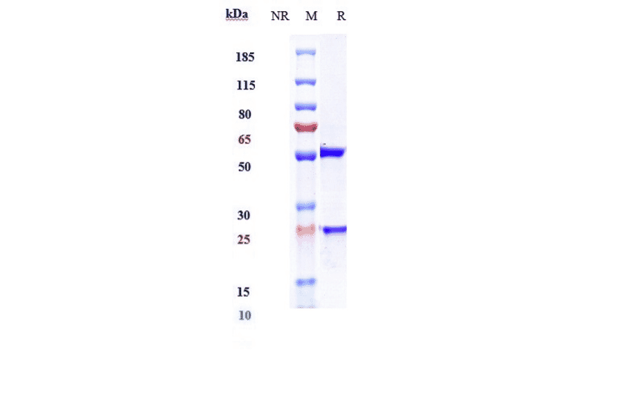 SDS-PAGE - Ofatumumab Biosimilar - Anti-CD20 Antibody - Low endotoxin, Azide free (A323619) - Antibodies.com