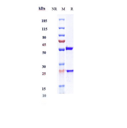 SDS-PAGE - Ofatumumab Biosimilar - Anti-CD20 Antibody - Low endotoxin, Azide free (A323619) - Antibodies.com