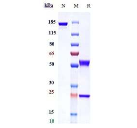 SDS-PAGE - Olaratumab Biosimilar - Anti-PDGFR alpha Antibody - Low endotoxin, Azide free (A323620) - Antibodies.com