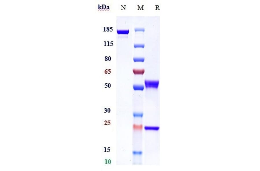SDS-PAGE - Olaratumab Biosimilar - Anti-PDGFR alpha Antibody - Low endotoxin, Azide free (A323620) - Antibodies.com
