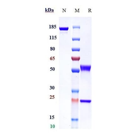 SDS-PAGE - Olaratumab Biosimilar - Anti-PDGFR alpha Antibody - Low endotoxin, Azide free (A323620) - Antibodies.com